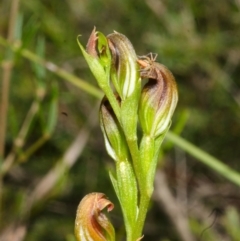 Speculantha parviflora (Tiny Greenhood) at Tianjara, NSW - 28 Apr 2017 by AlanS