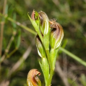 Speculantha parviflora at Tianjara, NSW - 28 Apr 2017