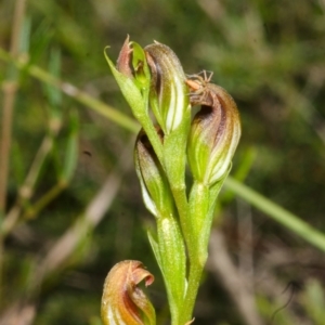 Speculantha parviflora at Tianjara, NSW - suppressed