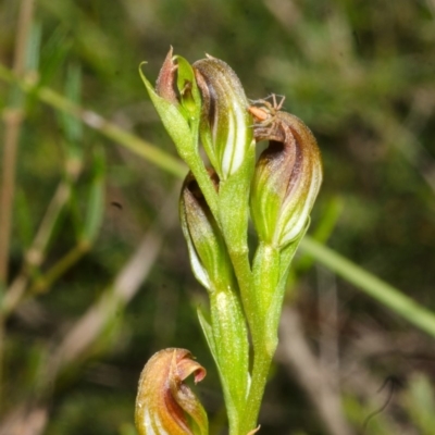 Pterostylis parviflora (Tiny Greenhood) at Tianjara, NSW - 27 Apr 2017 by AlanS