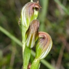 Speculantha parviflora at Tianjara, NSW - 28 Apr 2017