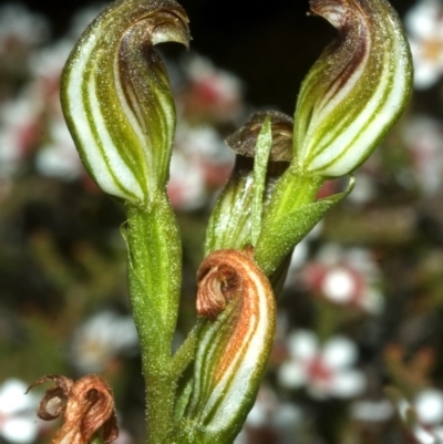 Pterostylis sp. (A Greenhood) at Tianjara, NSW - 13 Feb 2008 by AlanS