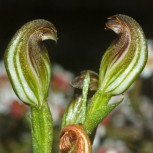 Pterostylis sp. at Tianjara, NSW - 13 Feb 2008