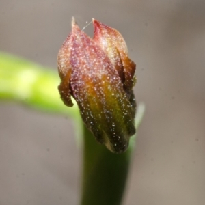 Pterostylis sp. at Bomaderry Creek Regional Park - 1 May 2014