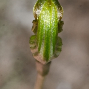 Pterostylis sp. at Bomaderry Creek Regional Park - 1 May 2014