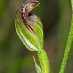 Pterostylis sp. at Bomaderry Creek Regional Park - 1 May 2014