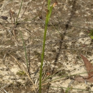 Pterostylis sp. at Falls Creek, NSW - suppressed