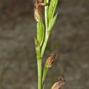 Pterostylis sp. at Falls Creek, NSW - suppressed