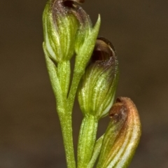 Pterostylis sp. at Falls Creek, NSW - suppressed