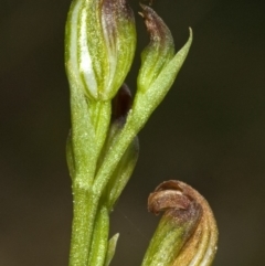 Pterostylis sp. at Falls Creek, NSW - suppressed