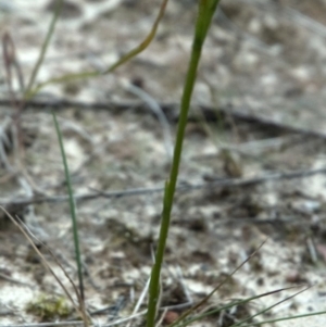 Pterostylis sp. at Falls Creek, NSW - suppressed