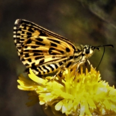 Hesperilla munionga (Alpine Sedge-Skipper) at Namadgi National Park - 23 Feb 2019 by JohnBundock