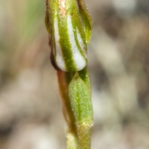 Pterostylis sp. at Tianjara, NSW - 18 Mar 2012