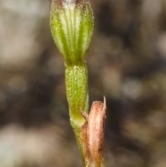 Pterostylis sp. at Tianjara, NSW - suppressed