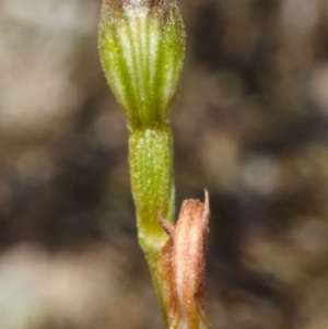 Pterostylis sp. at Tianjara, NSW - 18 Mar 2012