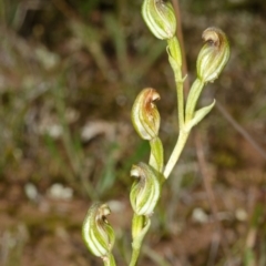 Pterostylis sp. at Tianjara, NSW - 18 Mar 2012