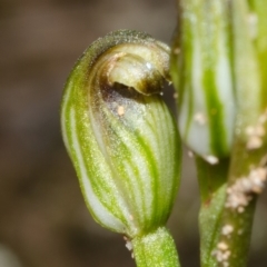 Pterostylis sp. at Tianjara, NSW - suppressed