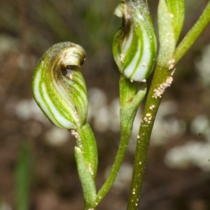 Pterostylis sp. at Tianjara, NSW - 18 Mar 2012