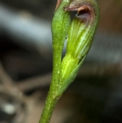 Pterostylis sp. (A Greenhood) at Moollattoo, NSW - 24 Feb 2012 by AlanS