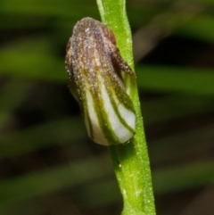 Pterostylis sp. (A Greenhood) at Bomaderry Creek Regional Park - 14 Mar 2012 by AlanS