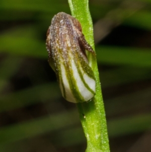 Pterostylis sp. at Bomaderry Creek Regional Park - 15 Mar 2012