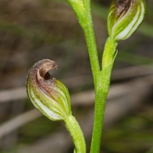 Pterostylis sp. at Bomaderry Creek Regional Park - 15 Mar 2012