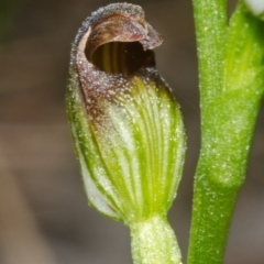 Pterostylis sp. at Bomaderry Creek Regional Park - 15 Mar 2012