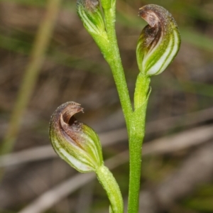Pterostylis sp. at Bomaderry Creek Regional Park - 15 Mar 2012