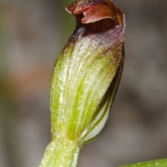 Pterostylis sp. (A Greenhood) at Vincentia, NSW - 21 Mar 2015 by AlanS