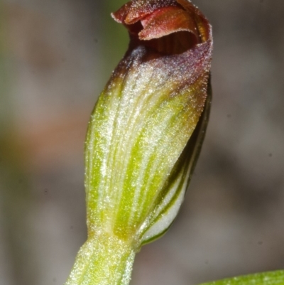 Pterostylis sp. (A Greenhood) at Jervis Bay National Park - 20 Mar 2015 by AlanS