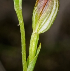 Pterostylis sp. at Vincentia, NSW - suppressed