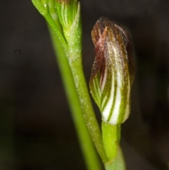 Pterostylis sp. at Vincentia, NSW - suppressed