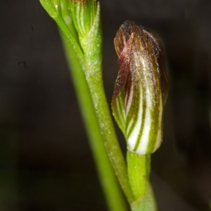 Pterostylis sp. at Vincentia, NSW - suppressed