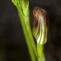 Pterostylis sp. at Vincentia, NSW - 21 Mar 2015