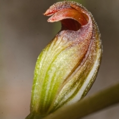 Pterostylis sp. at Vincentia, NSW - suppressed