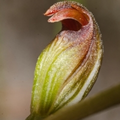 Pterostylis sp. at Vincentia, NSW - 21 Mar 2015