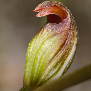 Pterostylis sp. at Vincentia, NSW - suppressed