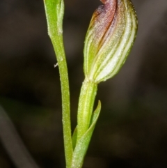 Pterostylis sp. at Vincentia, NSW - suppressed