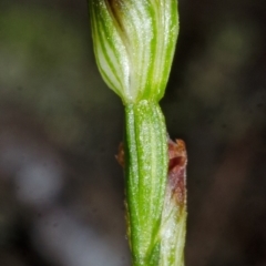 Pterostylis sp. (A Greenhood) at Yerriyong, NSW - 5 Apr 2016 by AlanS