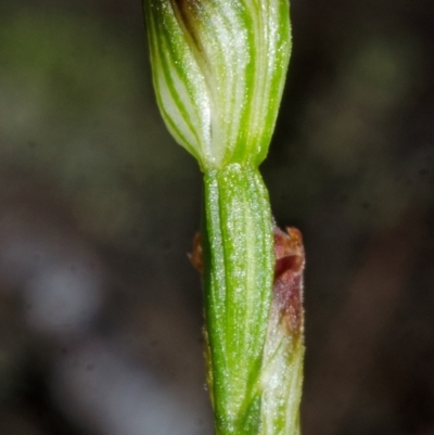 Pterostylis sp. (A Greenhood) at Parma Creek Nature Reserve - 4 Apr 2016 by AlanS