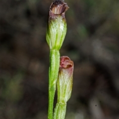 Pterostylis sp. at Yerriyong, NSW - suppressed