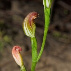 Pterostylis sp. at Yerriyong, NSW - suppressed