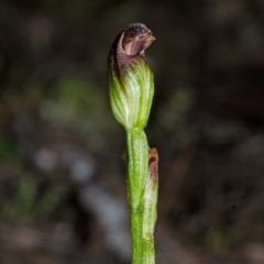 Pterostylis sp. at Yerriyong, NSW - suppressed