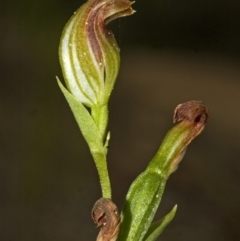 Pterostylis sp. (A Greenhood) at Red Rocks, NSW - 16 Apr 2010 by AlanS