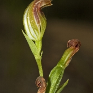 Pterostylis sp. at Red Rocks, NSW - suppressed