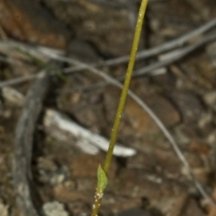 Pterostylis sp. at Red Rocks, NSW - suppressed