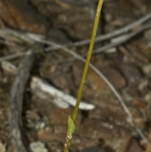 Pterostylis sp. at Red Rocks, NSW - suppressed