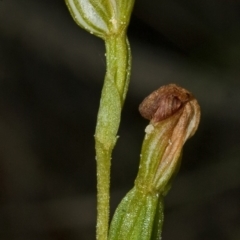 Pterostylis sp. at Red Rocks, NSW - suppressed