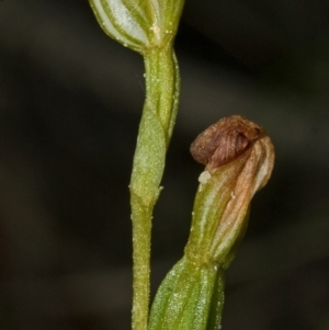 Pterostylis sp. at Red Rocks, NSW - suppressed