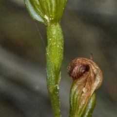 Pterostylis sp. at Red Rocks, NSW - suppressed
